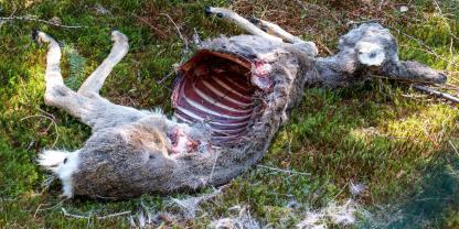 In deutschen Nationalparks läuft derzeit ein Forschungsprojekt zum Thema Aas.