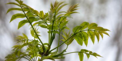 Forscher wollen die Esche bei ihrer Rückkehr unterstützen.