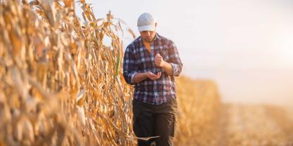 Landwirt-Maisfeld-AdobeStock_171714704