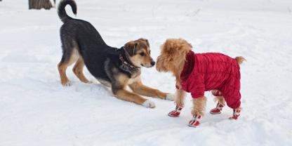 Für Hunde gibt es unzählige Varianten an Kleidung und Ausrüstung für den Winter – doch was ist wirklich sinnvoll?