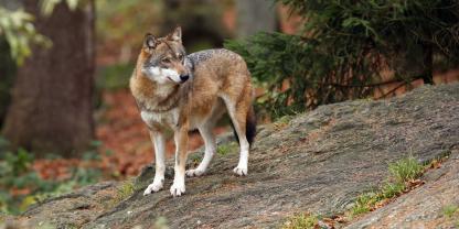 Neue Zahlen zum Wolf in Deutschland hat das BZL Mitte Januar veröffentlicht.