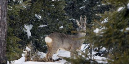 In Bayern hat die Novelle des Jagdgesetzes die Verbändeanhörung genommen.