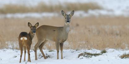 Zwei Rehkadaver gefunden - besteht ein Zusammenhang?