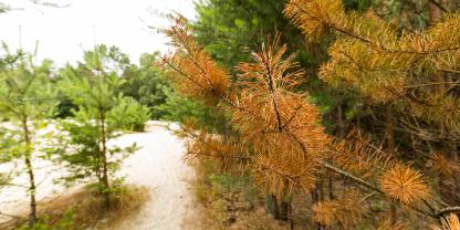 In einem neuen Forschungszentrum in Schweden sollen Tests für die Resistenz von Bäumen gegen Pilzkrankheiten durchgeführt werden. (SYMBOLBILD)