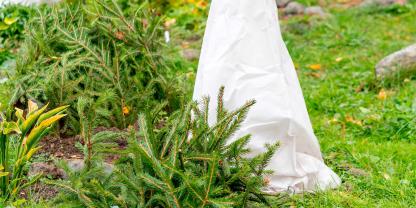 Nicht jede Pflanze kommt mit Frost und Wintersonne gleichermaßen zurecht. Gezielte Maßnahmen können Schäden verhindern..