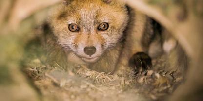 Zwei Füchse wurden aus einer Schliefenanlage befreit.
