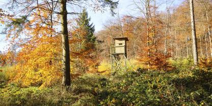 Herrlicher Ausblick: Ein Hochsitz auf dem Bergrücken im Elm.