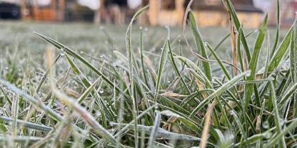 Gefrorenes Gras enthält oft hohe Mengen an Fruktan.