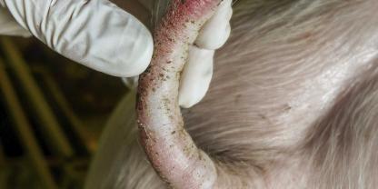 Verletzungen müssen sofort angemessen behandelt werden.