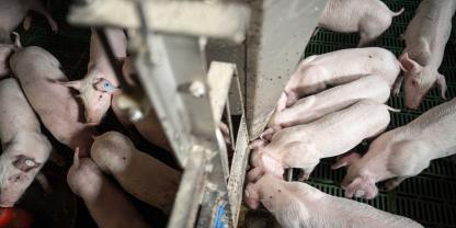 Auch die Zahl der importierten Ferkel ging 2025 zurück. Dänemark bleibt bei Ferkeln der wichtigste Lieferant.