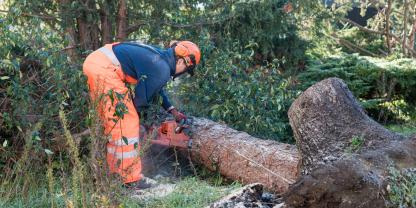 Baum-fällen-Grundstück-AdobeStock_1234732740