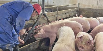 Jeden Morgen reinigt Schweinemäster Helmut Gahse zunächst die Futtertröge.