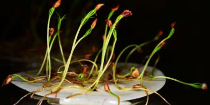 Mit jungen Lärchen keimt auch die Hoffnung auf einen gelingenden Waldumbau.