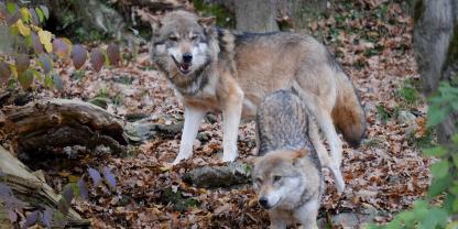 Für einen Wolfsabschuss mussten Beamte in Südtirol 27 mal den Helikopter nutzen (Symbolbild).