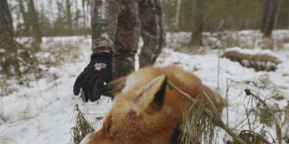 Endlich hat es mit dem Fuchs geklappt.