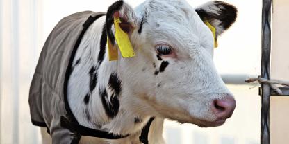 Kälber, die im Winter geboren werden, erleben einen starken Temperaturabfall. In den ersten Wochen kann eine Kälberdecke sinnvoll sein.