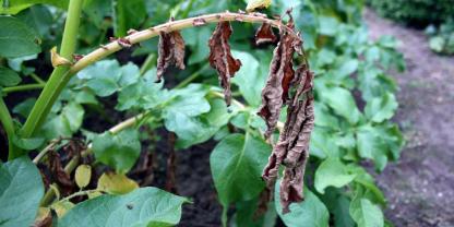 Pflanzenkrankheiten haben die Geschichte beeinflusst und stellen die Landwirtschaft auch heute noch vor große Herausforderungen.