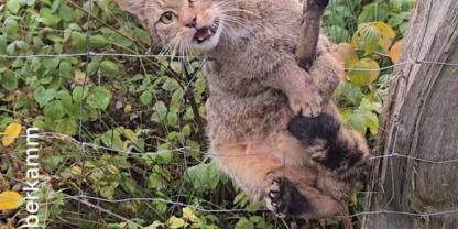 Die von Jäger Jan Haberkamm entdeckte Wildkatze hing in einem Knotenzaun fest und konnte sich nicht selbstständig befreien.