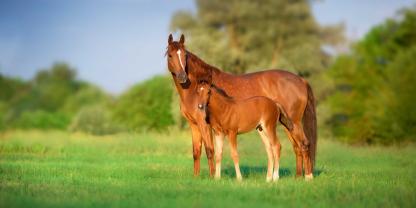Ob das entstandene Fohlen bei korrekt durchgeführter Besamung wertvoller gewesen wäre, musste vor kurzem der Bundesgerichtshof entscheiden.