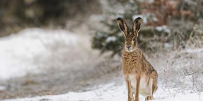 Seit 2024 grassiert die Myxomatose unter den Feldhasen in Deutschland.