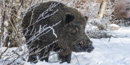 NRW muss im Kampf gegen die ASP handeln und die Maßnahmen ausweisen (Symbolbild).
