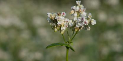 Buchweizen in der Blüte