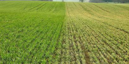 Auswinterung von Wintergetreide