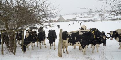 Ein Ausflug in den Schnee ist für Kühe nicht nur Vergnügen, das weiße Nass ist auch das perfekte und darüber hinaus kostenlose Klauenbad.