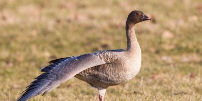 In Großbritannien gibt es derzeit eine Kontroverse um geschossene Kurzschnabelgänse (Symbolbild).