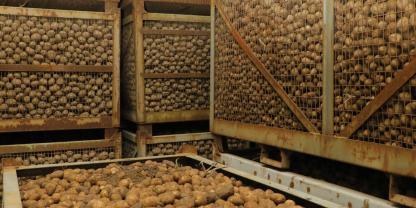 Viele Kartoffellager sind nach der Rekorderntemenge im Vorjahr noch immer voll (Symbolbild).