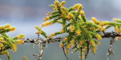 Fichte Pilzkrankheit