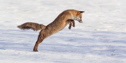 In freier Wildbahn erreichen Füchse fast nie ihr Höchstalter.