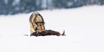 Problem „Wolf“: Im letzten Jahr haben Wölfe in Finnland mehr als 2.100 Rentiere getötet, und Hirten geben dem Ukraine-Krieg die Schuld.
