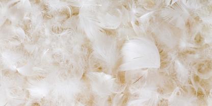 Weiche Daunen aus der Natur – bereit für die nächste Federbettensammlung.