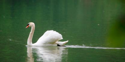 Das Veterinäramt Haßberge warnt vor einer Ausbreitung der Geflügelpest.