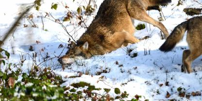 Die Bundesländer stellen sich hinter die Pläne des Bundes, den Wolf ins Jagdrecht aufzunehmen. Allerdings mahnen sie den Bund an, auch ihre Anmerkungen zum Gesetzentwurf zu berücksichtigen.