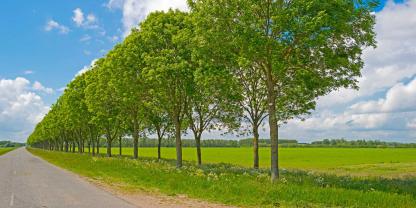 Bäume-Feldrand-AdobeStock_96363906