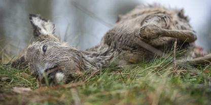 Das krank geschossene Reh musste von einem Jäger erlöst werden.