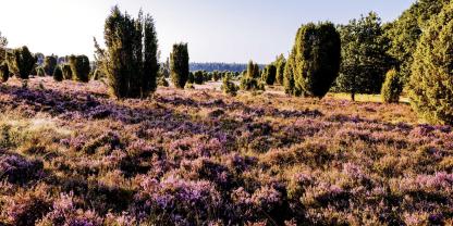 1033-lueneburger-heide-steingrund