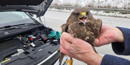 Der Bussard war nach dem Unfall wohlauf.