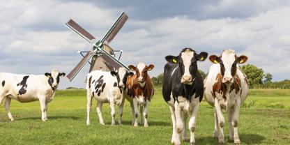 Kühe-weide-niederlande