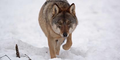 Wahrscheinlich machten mehrere Wölfe Anfang Januar Jagd auf eine Schafherde bei Cuxhaven. Dabei starben 7 Tiere. (Symboldbild)
