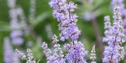 Halb Strauch, halb Staude: Mönchspfeffer schiebt krautige Triebe aus der holzigen Basis.