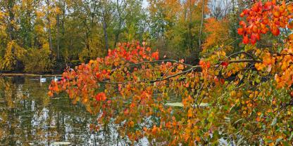 Attraktiv leuchtende meist gelbe, hier rote Herbstfärbung der Zitter-Pappel bis in den November.