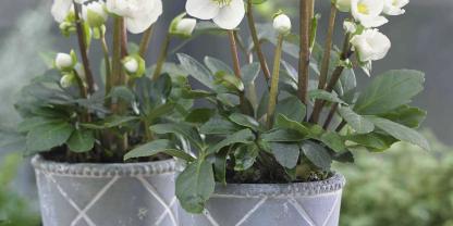 Gar nicht schüchtern: Mit großen Blüten machen Christrosen mitten im Winter auf sich aufmerksam.