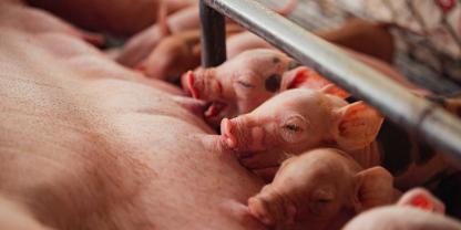 Eine frühe und ausreichende Kolostrumaufnahme ist für die Ferkel lebensnotwendig, um schützende Antikörper aufzunehmen.