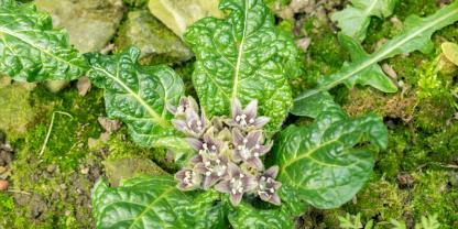 Als Kind des Mittelmeers liebt es die Alraune trocken und warm.