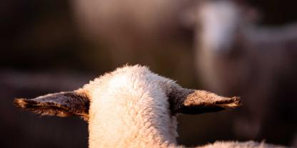 Zwei erschossene Schafe auf einer Weide in NRW hält die Polizei in Atem. Wer war zu den möglichen Tatzeiten in der Nähe und kann Hinweise zur Serientat geben? (Symbolbild)