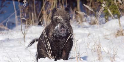 Im Jagdjahr 2024/2025 kamen in Deutschland mehr Wildschweine zur Strecke als im Vorjahr.