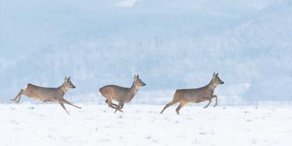 Der Landesjagdverband Mecklenburg-Vorpommern weist daraufhin, derzeit Drückjagden zu unterlassen.